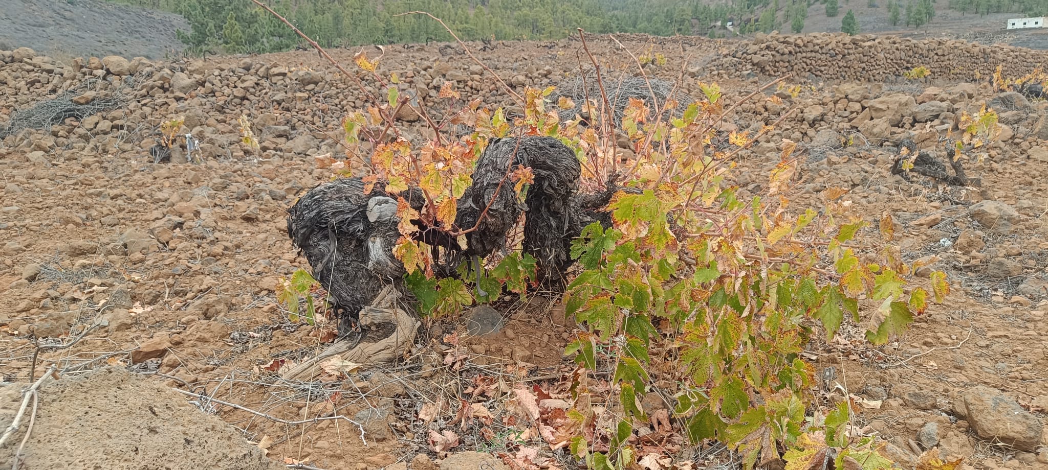 Wine Tour